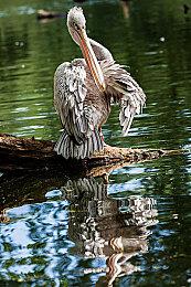 《东京地下杀手》剑与血预告片 闪烁霓虹中爽快战斗